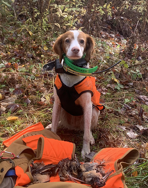 2021 American Brittany Club Central Futurity 4th Place Gun Dog